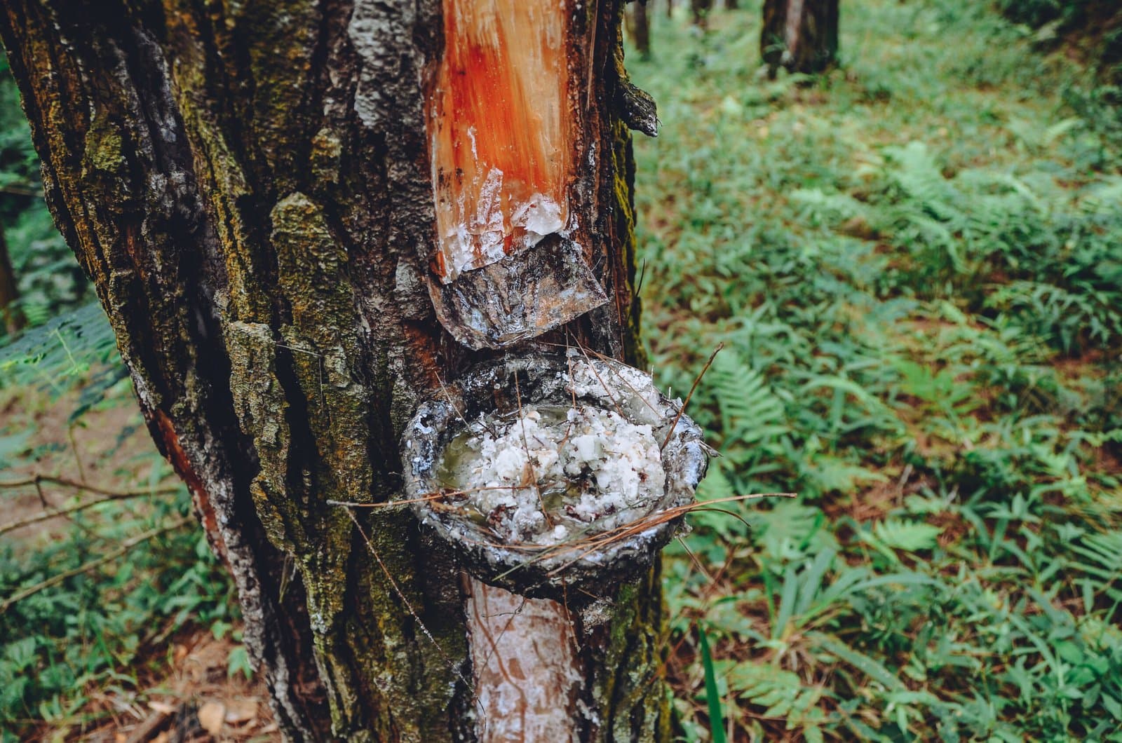 Gum Rosin; a Sustainable Solution Found in Our Everyday Products