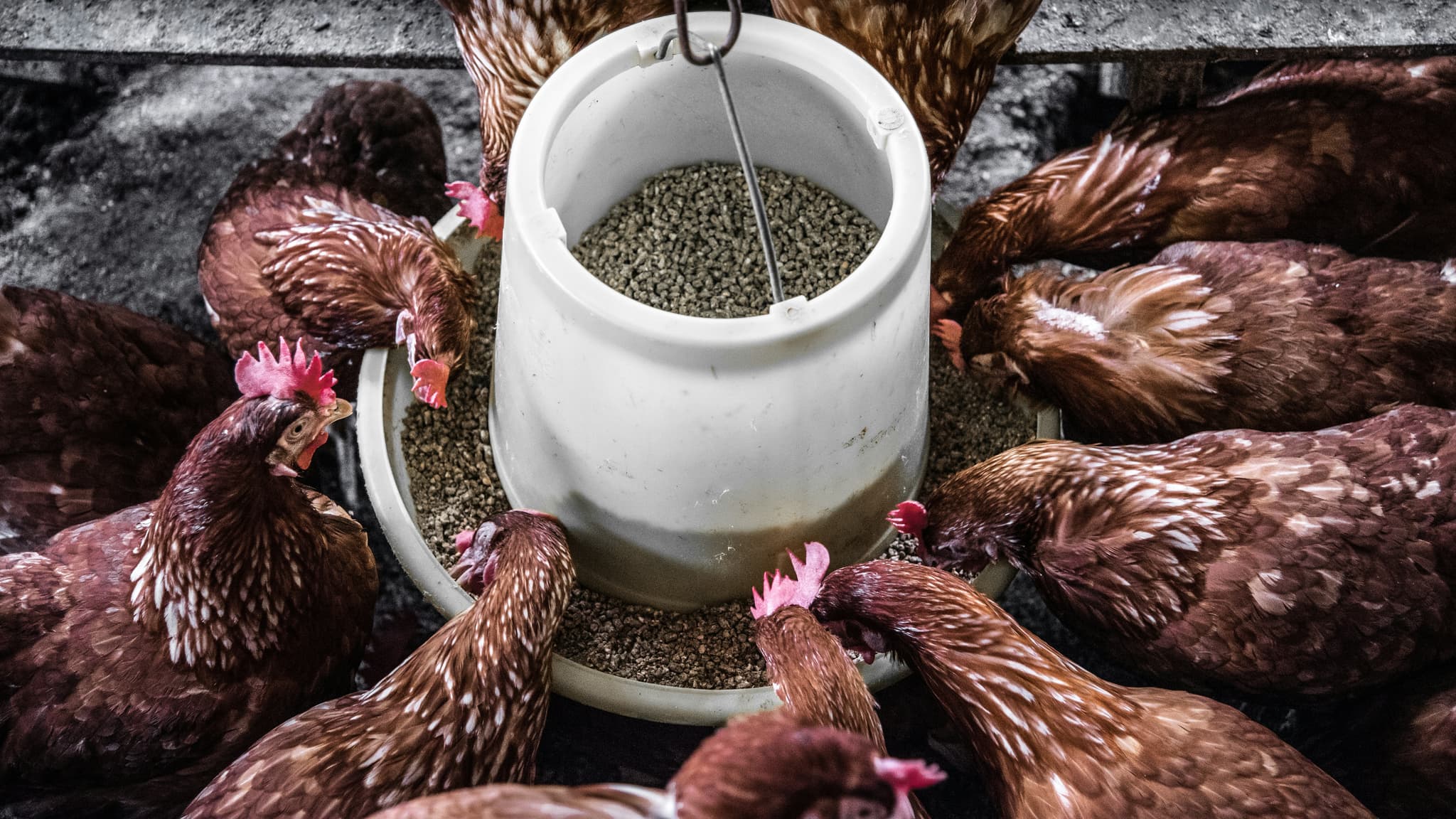 Animal Feed Additives: The Chemistry Behind Better Livestock Nutrition