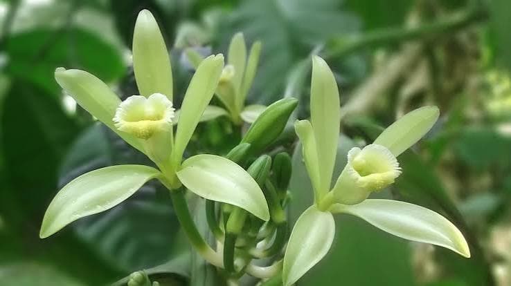 Vanillin and the Madagascar Harvest: July Field Reports and What They Signal for H2 Pricing